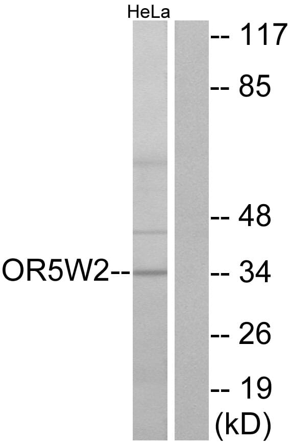 Western blot analysis of lysates from HeLa cells using Anti-OR5W2 Antibody. The right hand lane represents a negative control, where the antibody is blocked by the immunising peptide.