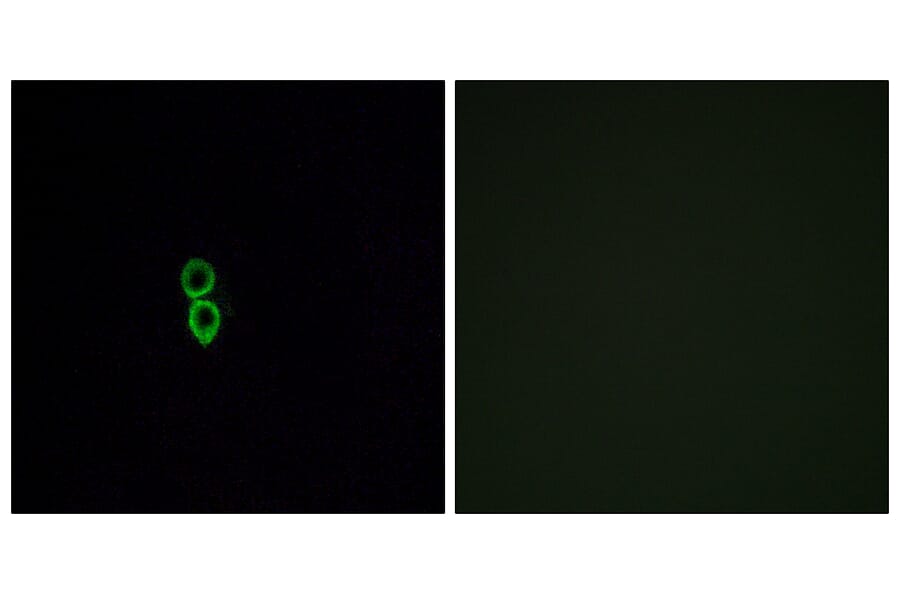 Immunofluorescence - Anti-OR5W2 Antibody (G657) - Antibodies.com