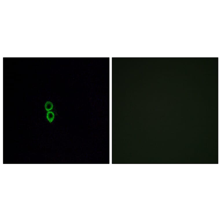 Immunofluorescence - Anti-OR5W2 Antibody (G657) - Antibodies.com