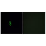 Immunofluorescence - Anti-OR5W2 Antibody (G657) - Antibodies.com