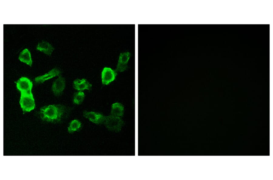 Immunofluorescence - Anti-OR5P2 Antibody (G651) - Antibodies.com