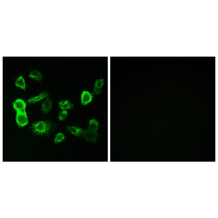 Immunofluorescence - Anti-OR5P2 Antibody (G651) - Antibodies.com