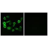 Immunofluorescence - Anti-OR5P2 Antibody (G651) - Antibodies.com