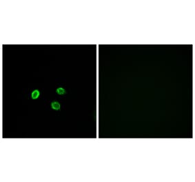 Immunofluorescence - Anti-OR5M9 Antibody (G650) - Antibodies.com