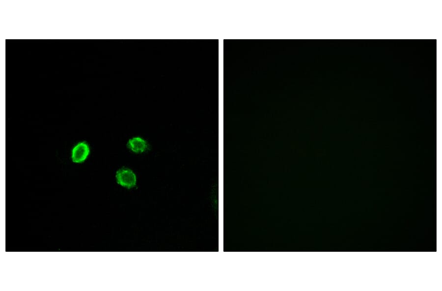Immunofluorescence - Anti-OR5M9 Antibody (G650) - Antibodies.com