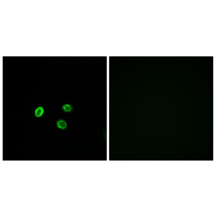 Immunofluorescence - Anti-OR5M9 Antibody (G650) - Antibodies.com