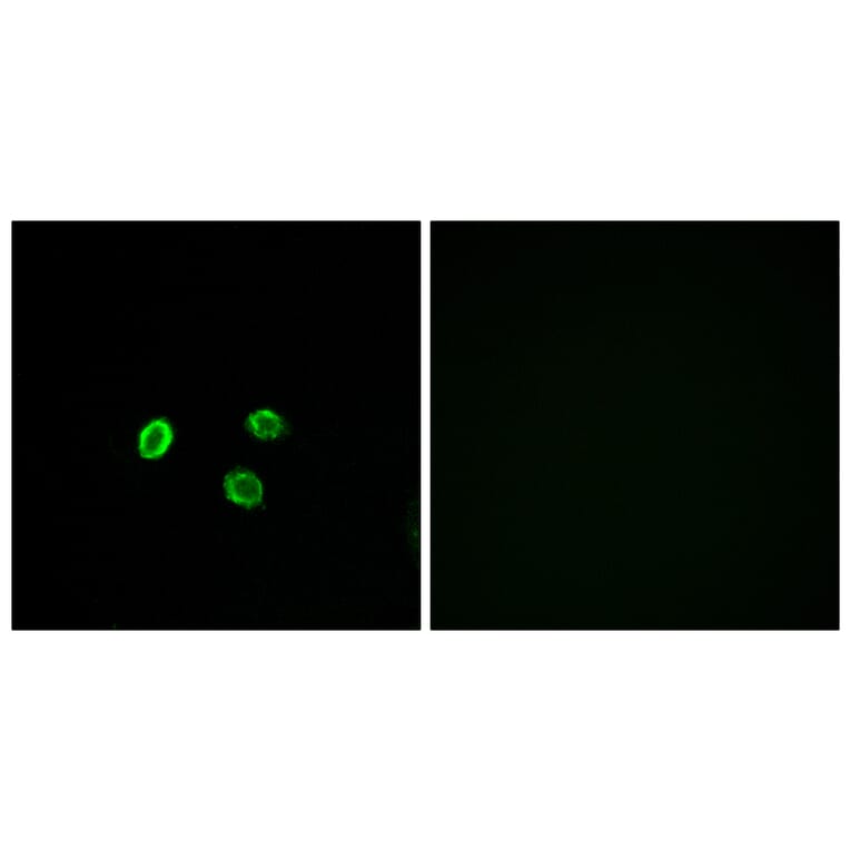 Immunofluorescence - Anti-OR5M9 Antibody (G650) - Antibodies.com
