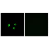 Immunofluorescence - Anti-OR5M9 Antibody (G650) - Antibodies.com
