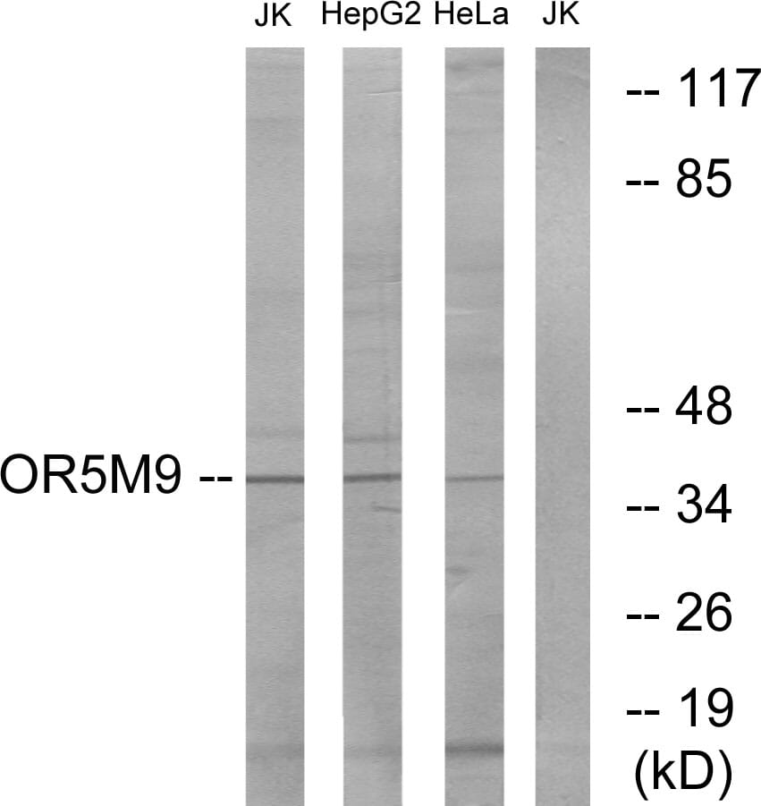 Western blot analysis of lysates from Jurkat, HepG2, and HeLa cells using Anti-OR5M9 Antibody. The right hand lane represents a negative control, where the antibody is blocked by the immunising peptide.