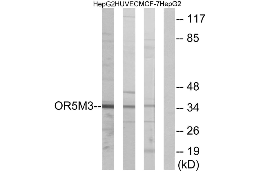 Western Blot - Anti-OR5M3 Antibody (G648) - Antibodies.com