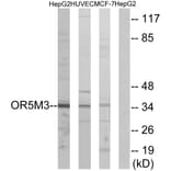 Western Blot - Anti-OR5M3 Antibody (G648) - Antibodies.com