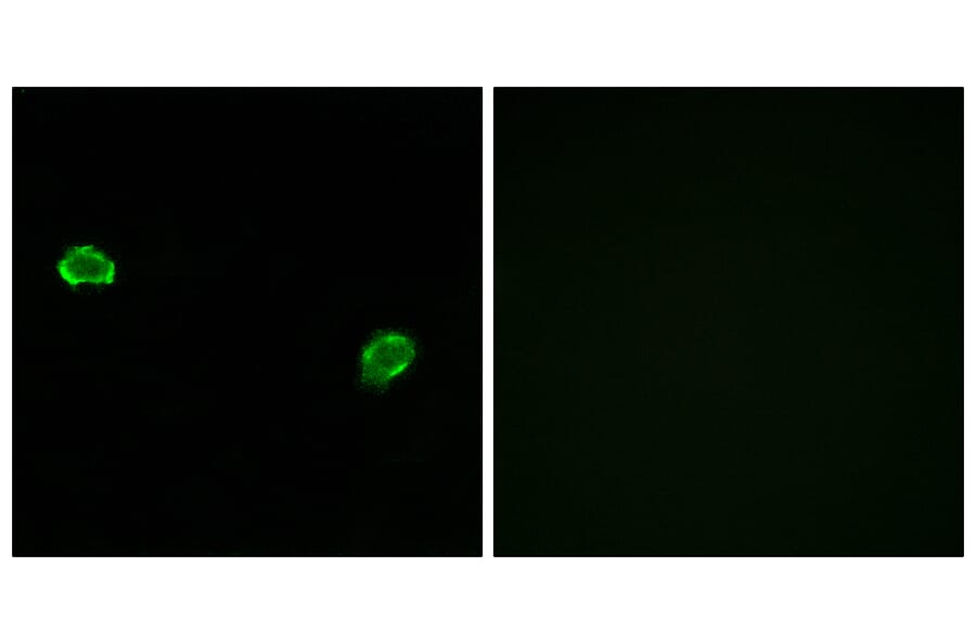 Immunofluorescence - Anti-OR5M3 Antibody (G648) - Antibodies.com
