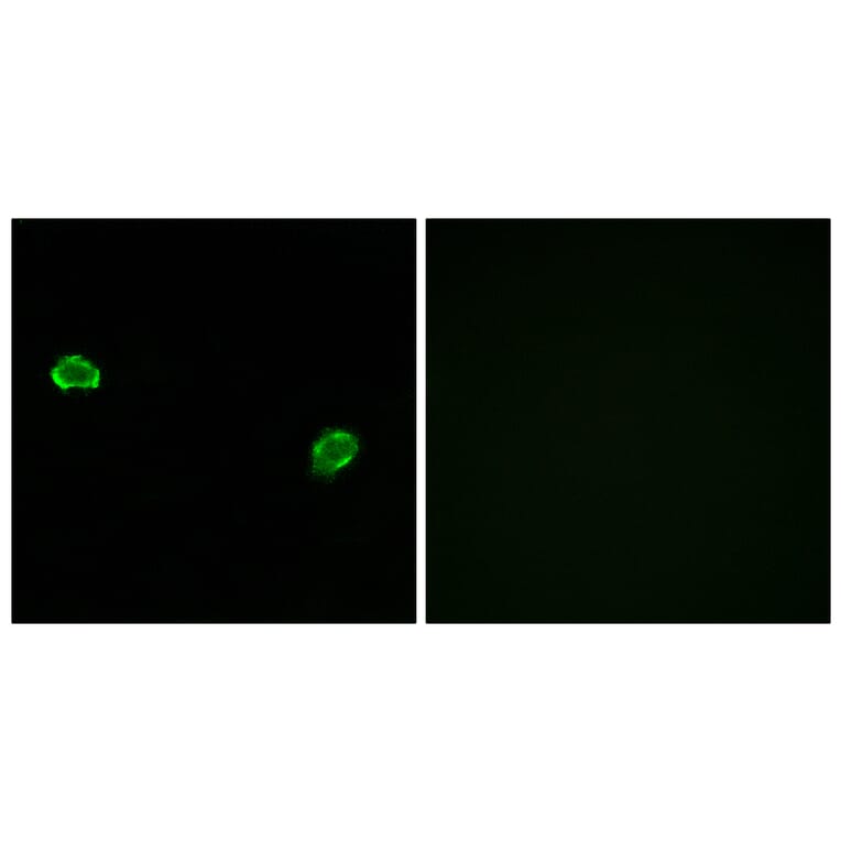 Immunofluorescence - Anti-OR5M3 Antibody (G648) - Antibodies.com