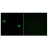 Immunofluorescence - Anti-OR5M3 Antibody (G648) - Antibodies.com
