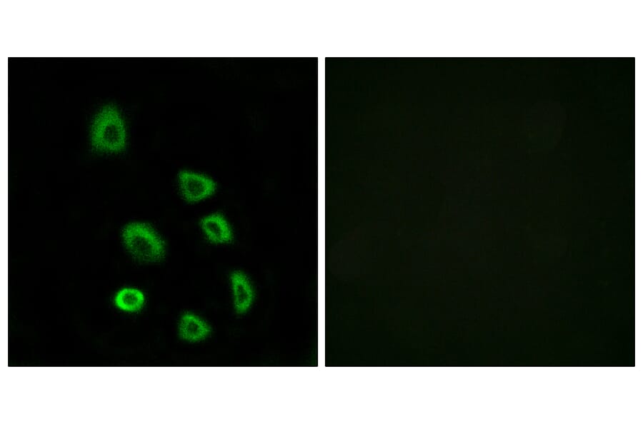 Immunofluorescence - Anti-OR5K1 Antibody (G642) - Antibodies.com