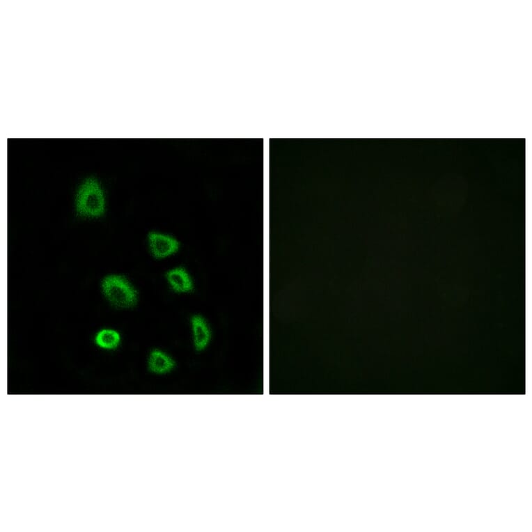 Immunofluorescence - Anti-OR5K1 Antibody (G642) - Antibodies.com