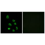 Immunofluorescence - Anti-OR5K1 Antibody (G642) - Antibodies.com