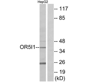 Western Blot - Anti-OR5I1 Antibody (G641) - Antibodies.com