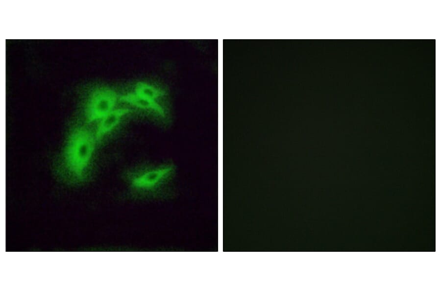 Immunofluorescence - Anti-OR5I1 Antibody (G641) - Antibodies.com