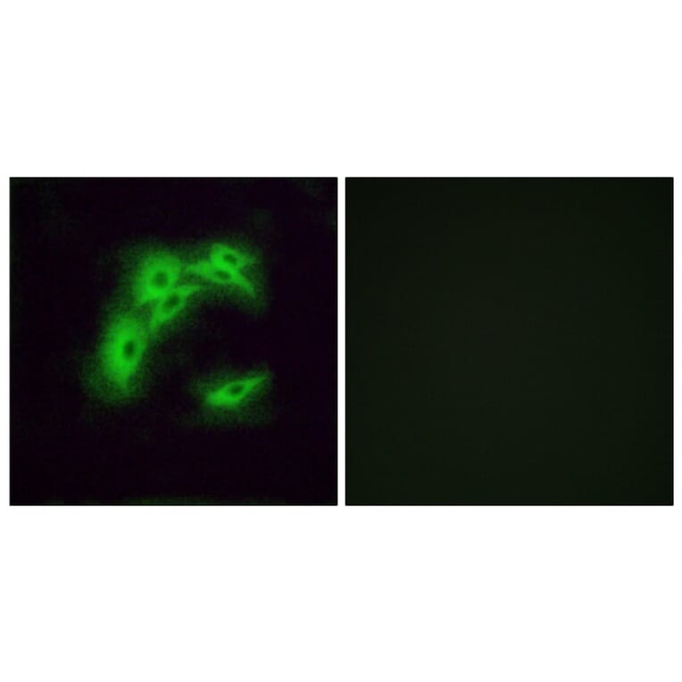 Immunofluorescence - Anti-OR5I1 Antibody (G641) - Antibodies.com