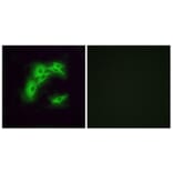 Immunofluorescence - Anti-OR5I1 Antibody (G641) - Antibodies.com