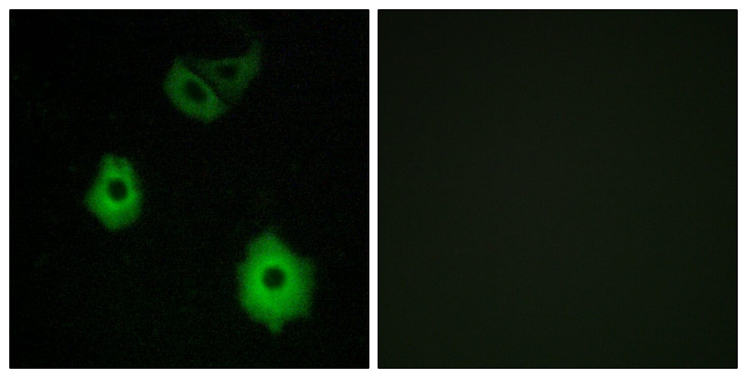 Immunofluorescence analysis of A549 cells using Anti-OR5H6 Antibody. The right hand panel represents a negative control, where the antibody was pre-incubated with the immunising peptide.