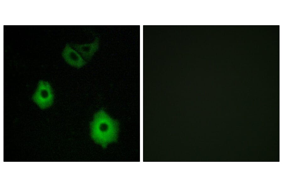 Immunofluorescence - Anti-OR5H6 Antibody (G640) - Antibodies.com