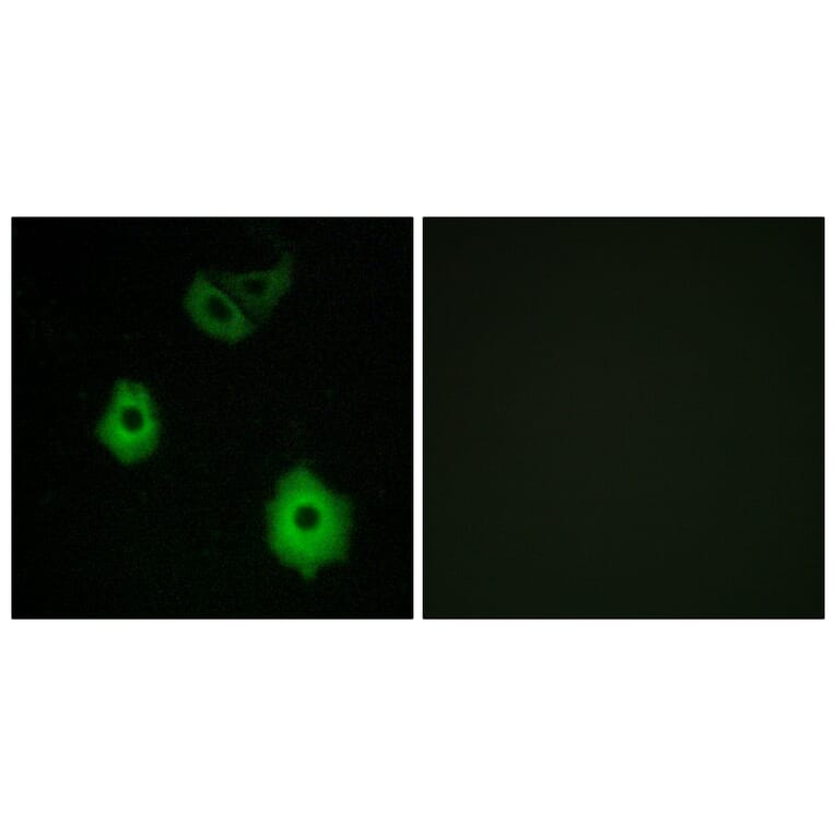 Immunofluorescence - Anti-OR5H6 Antibody (G640) - Antibodies.com
