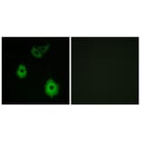 Immunofluorescence - Anti-OR5H6 Antibody (G640) - Antibodies.com