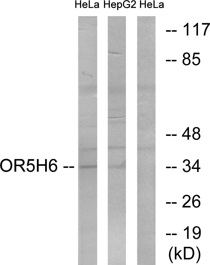 Western blot analysis of lysates from HeLa and HepG2 cells using Anti-OR5H6 Antibody. The right hand lane represents a negative control, where the antibody is blocked by the immunising peptide.
