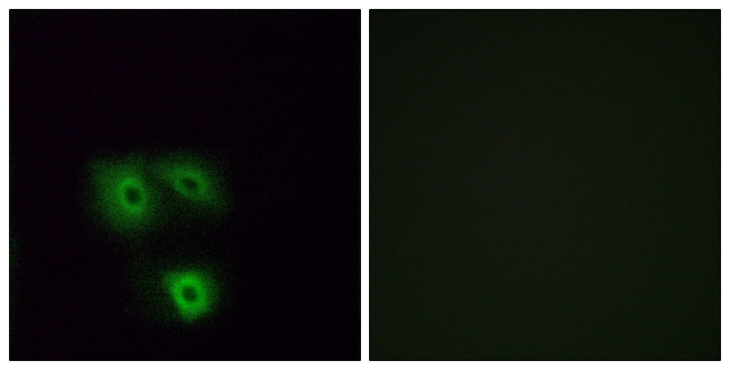 Immunofluorescence analysis of A549 cells using Anti-OR5H1 Antibody. The right hand panel represents a negative control, where the antibody was pre-incubated with the immunising peptide.