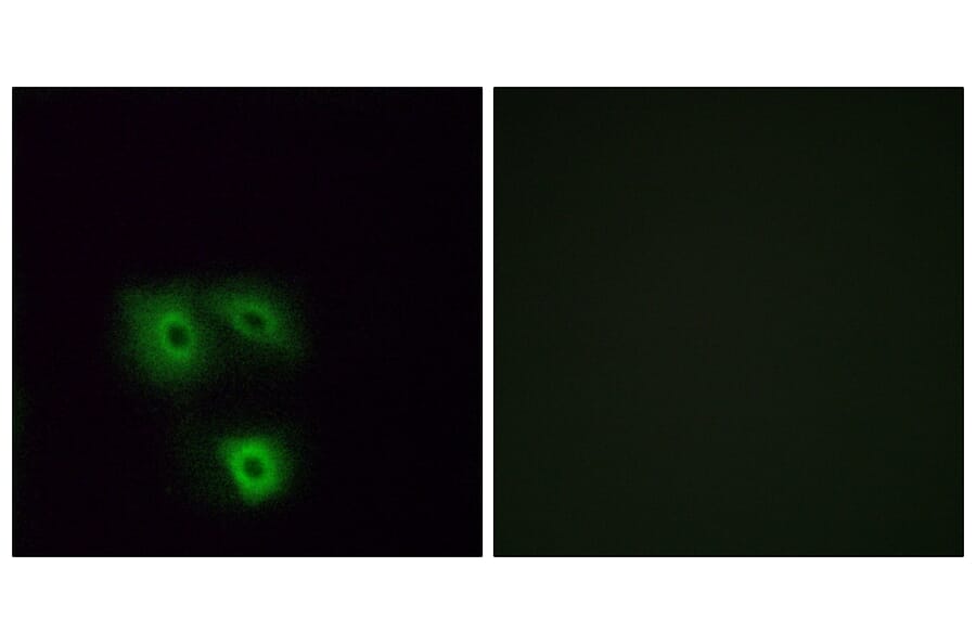 Immunofluorescence - Anti-OR5H1 Antibody (G638) - Antibodies.com