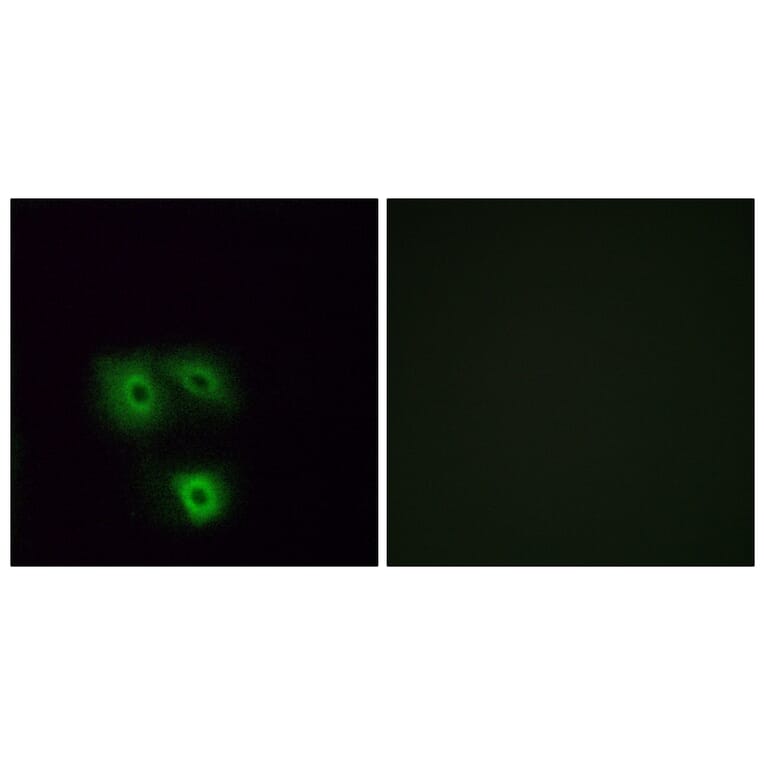 Immunofluorescence - Anti-OR5H1 Antibody (G638) - Antibodies.com