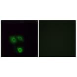 Immunofluorescence - Anti-OR5H1 Antibody (G638) - Antibodies.com