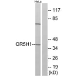 Western Blot - Anti-OR5H1 Antibody (G638) - Antibodies.com