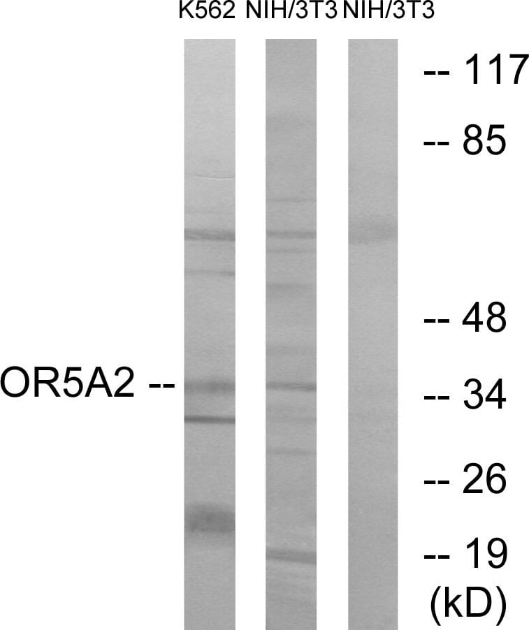 Western blot analysis of lysates from NIH/3T3 and K562 cells using Anti-OR5A2 Antibody. The right hand lane represents a negative control, where the antibody is blocked by the immunising peptide.