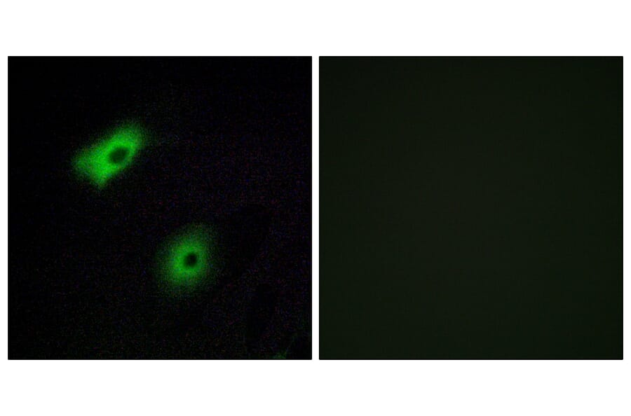 Immunofluorescence - Anti-OR5A2 Antibody (G622) - Antibodies.com
