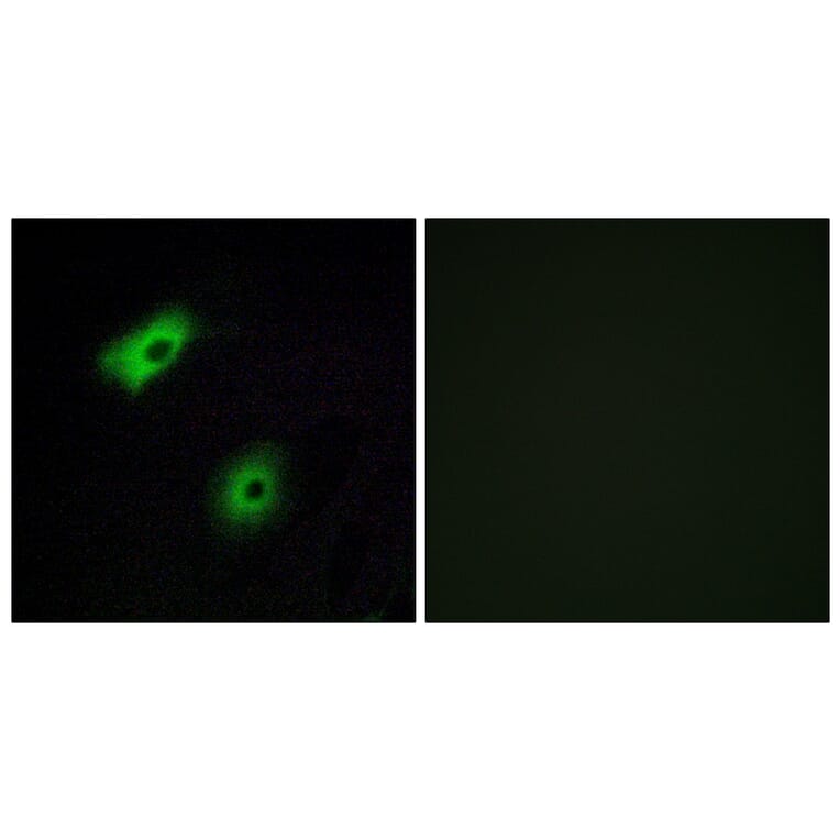 Immunofluorescence - Anti-OR5A2 Antibody (G622) - Antibodies.com