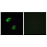 Immunofluorescence - Anti-OR5A2 Antibody (G622) - Antibodies.com