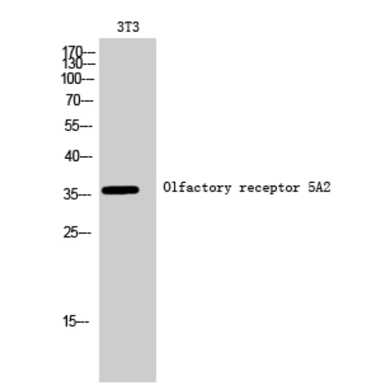 Western Blot - Anti-OR5A2 Antibody (G622) - Antibodies.com