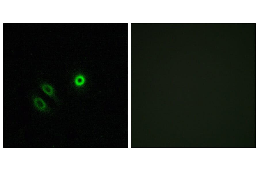 Immunofluorescence - Anti-OR4X1 Antibody (G616) - Antibodies.com
