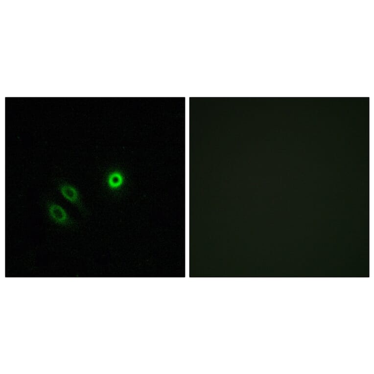 Immunofluorescence - Anti-OR4X1 Antibody (G616) - Antibodies.com