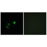 Immunofluorescence - Anti-OR4X1 Antibody (G616) - Antibodies.com