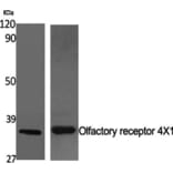 Western Blot - Anti-OR4X1 Antibody (G616) - Antibodies.com