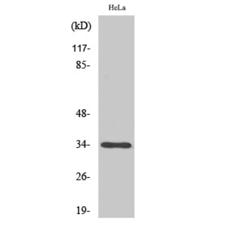 Western Blot - Anti-OR4X1 Antibody (G616) - Antibodies.com