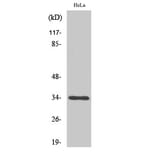 Western Blot - Anti-OR4X1 Antibody (G616) - Antibodies.com