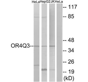 Western Blot - Anti-OR4Q3 Antibody (G613) - Antibodies.com