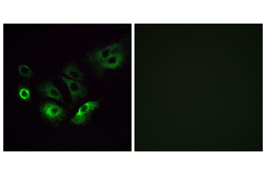 Immunofluorescence - Anti-OR4Q3 Antibody (G613) - Antibodies.com