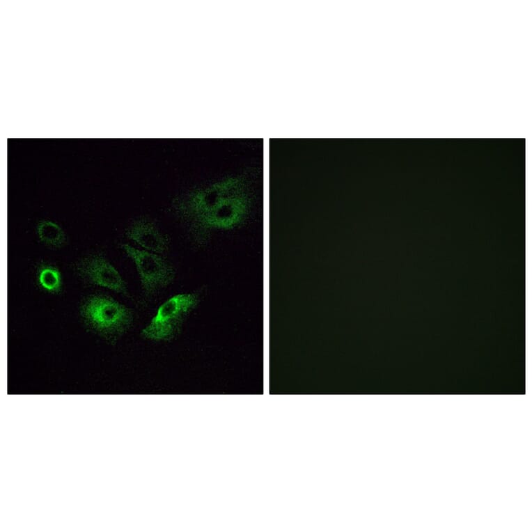 Immunofluorescence - Anti-OR4Q3 Antibody (G613) - Antibodies.com