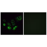 Immunofluorescence - Anti-OR4Q3 Antibody (G613) - Antibodies.com